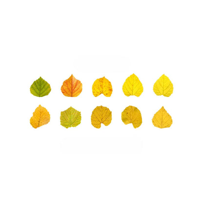 Fallen Leaves Washi Tape